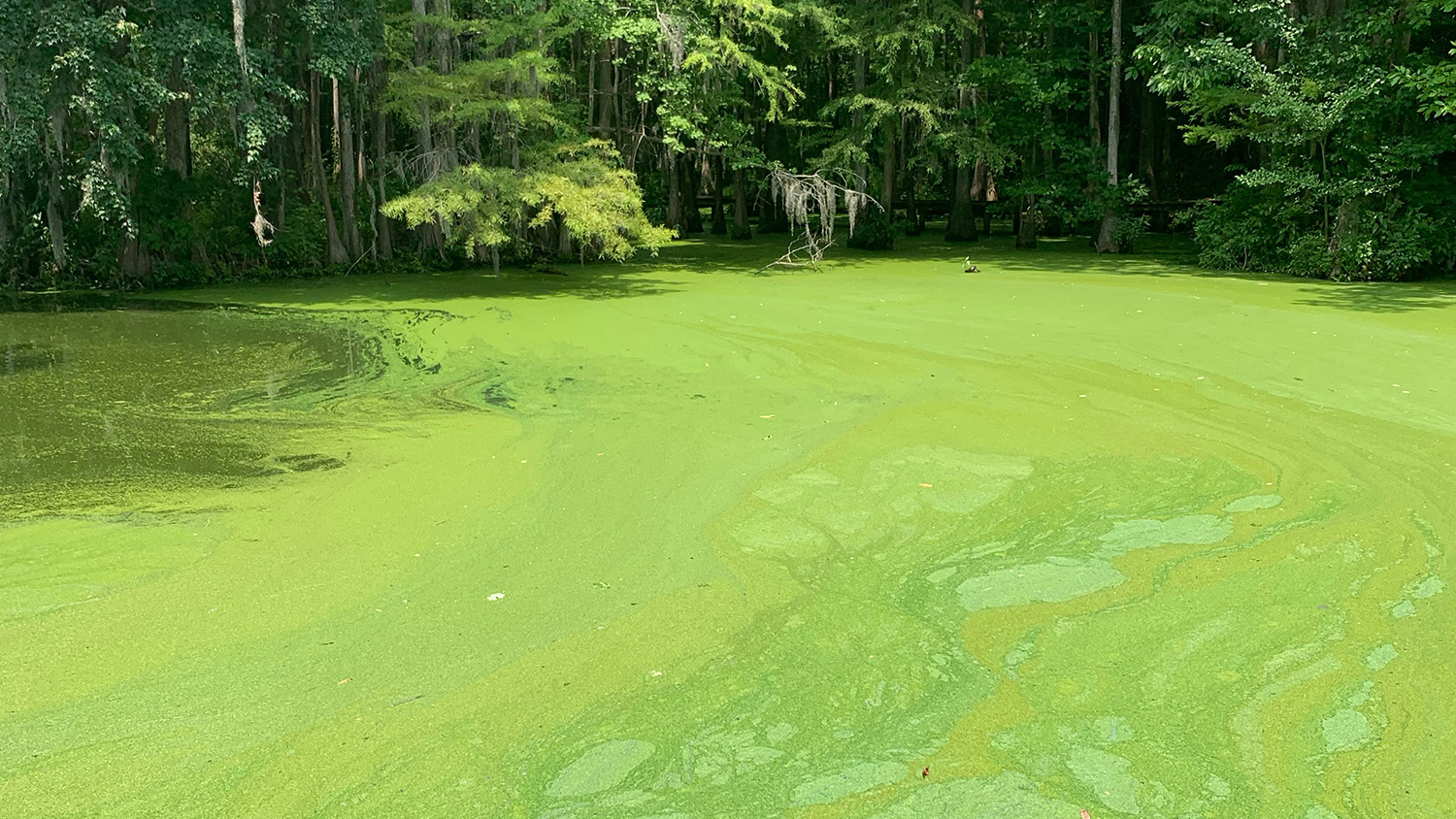 image of the pamlico river with a green sheen over it caused by an algal bloom