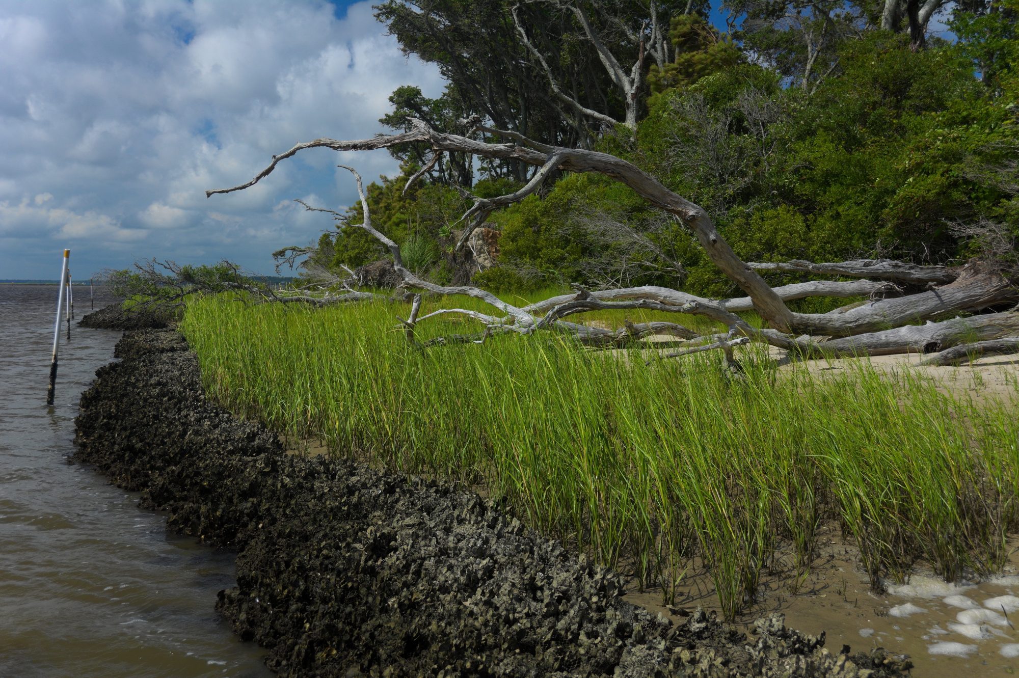 Living Shorelines