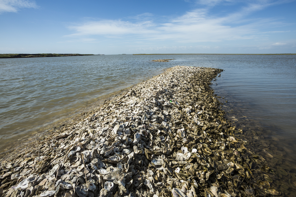 Oyster Reef Restoration