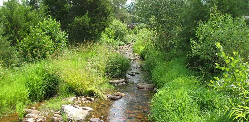 Riparian Buffer Planting